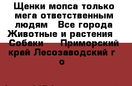 Щенки мопса только мега-ответственным людям - Все города Животные и растения » Собаки   . Приморский край,Лесозаводский г. о. 